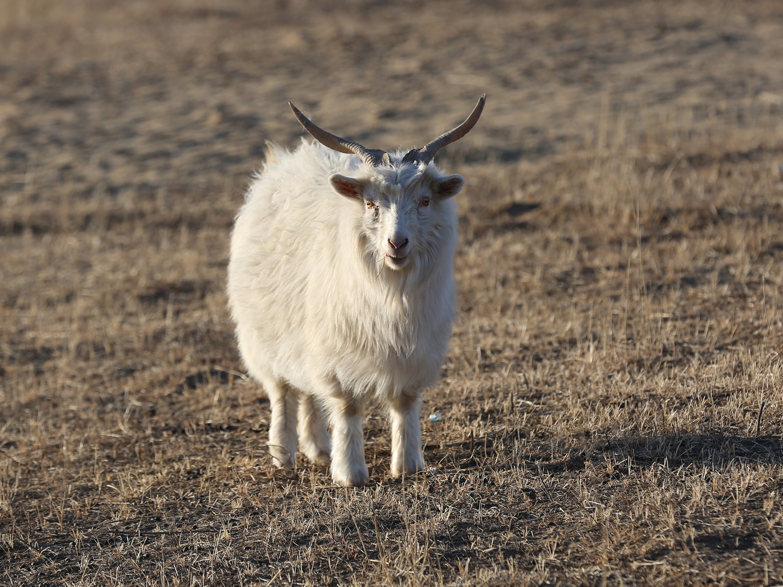 Arbas Cashmere Goat at North Land Goat Farm