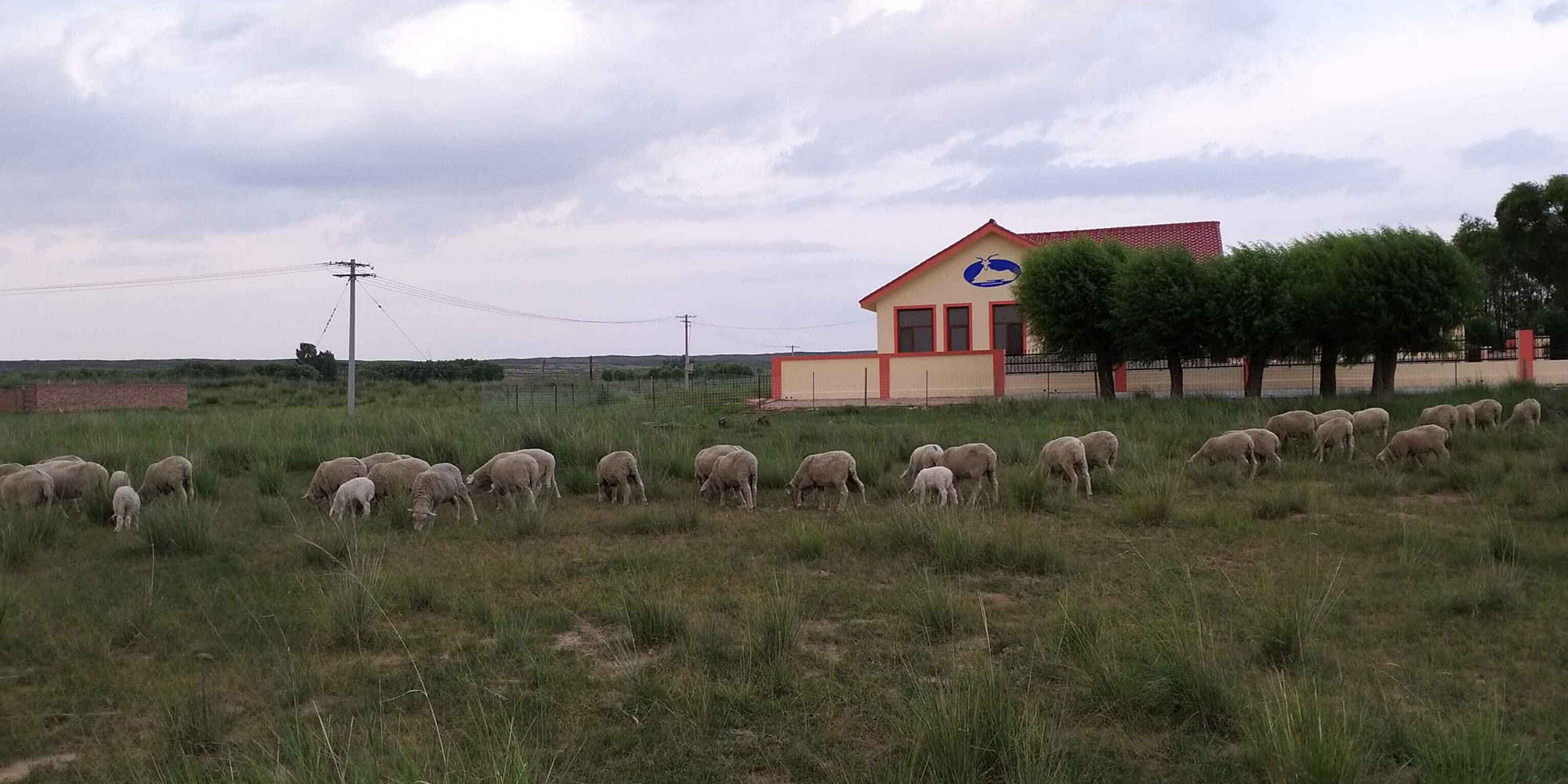 north land merino sheep