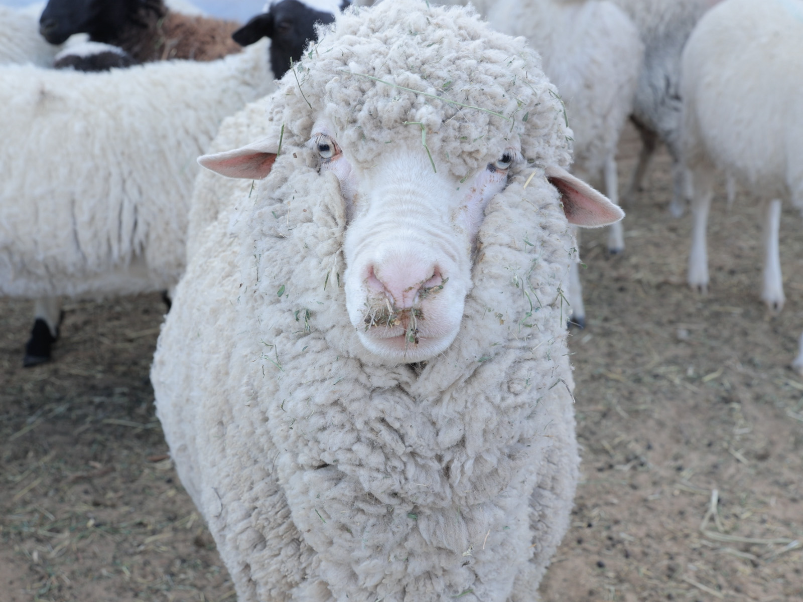 Merino Sheep at North Land Farm