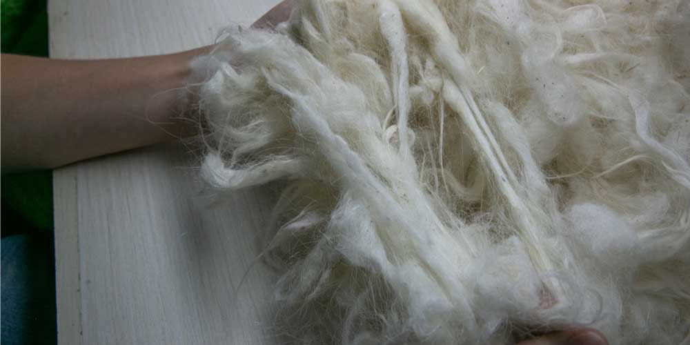 cashmere fiber before scouring