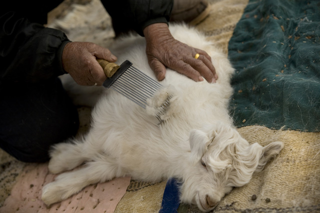 Combing Cashmere Goats
