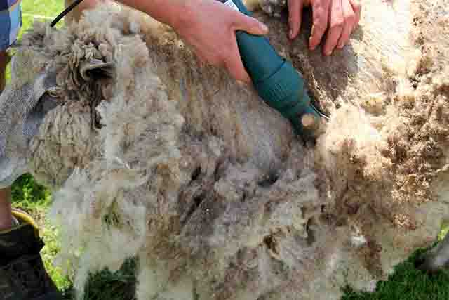 Shearing with Electric Clippers