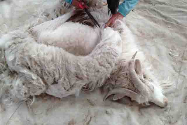 Shearing with Scissors
