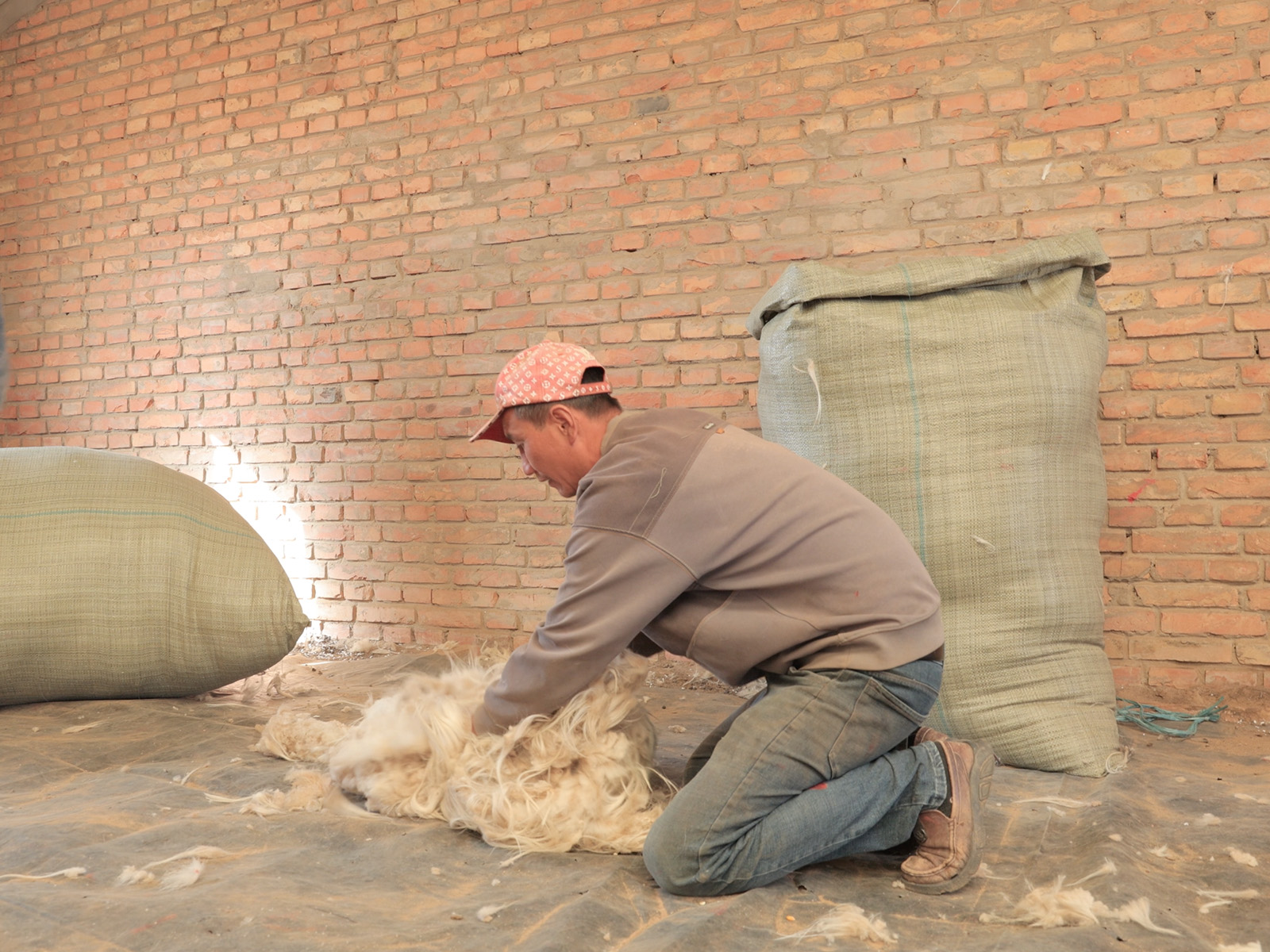 harvesting cashmere fiber