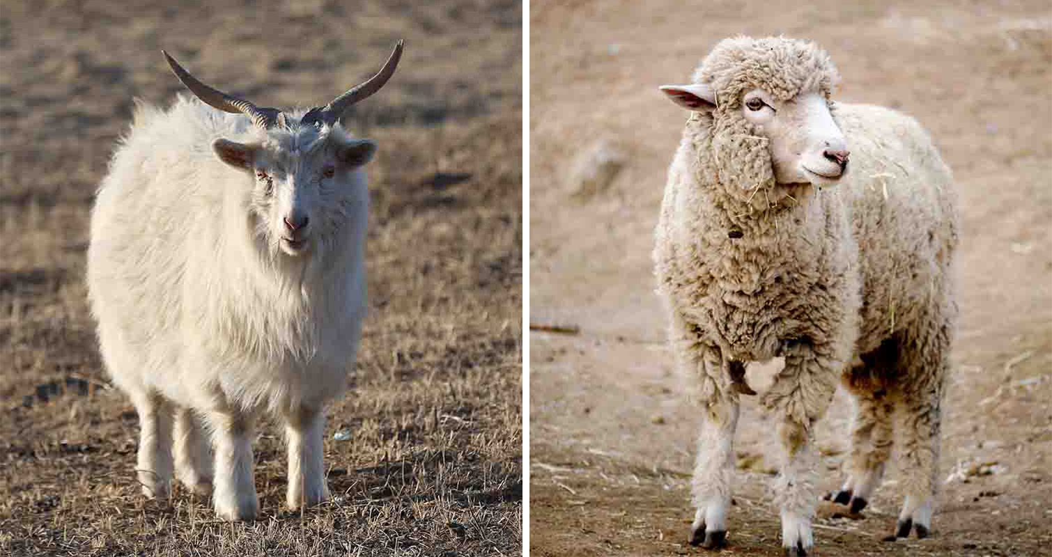 Cashmere Goat and Sheep