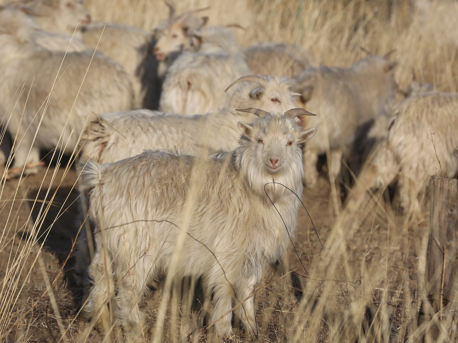 about cashmere and wool